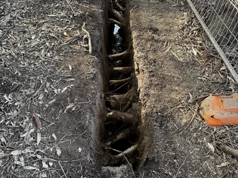 Root exposure trench with a hose and fencing